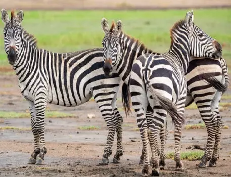Best 4 days Tanzania group joining safari