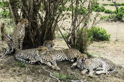 3 Days Tanzania Safari Trip From Moshi: Ultimate Adventure