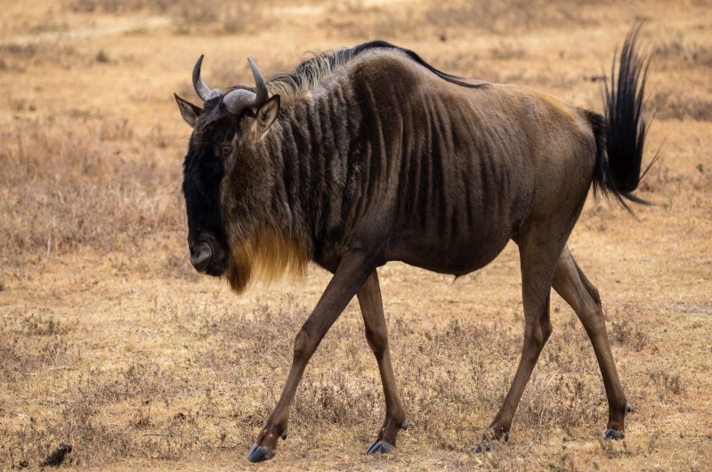 4 Days Budget Tarangire Ndutu Calving and Ngorongoro Safari