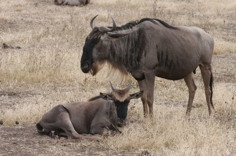 4 Days Family Tarangire Ndutu Calving and Ngorongoro Safari