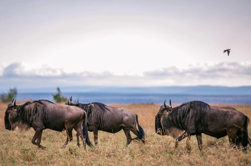 4 Days Honeymoon Tarangire, Ndutu and Ngorongoro Safari