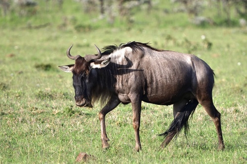 4 Days Private Tarangire, Ndutu and Ngorongoro Safari