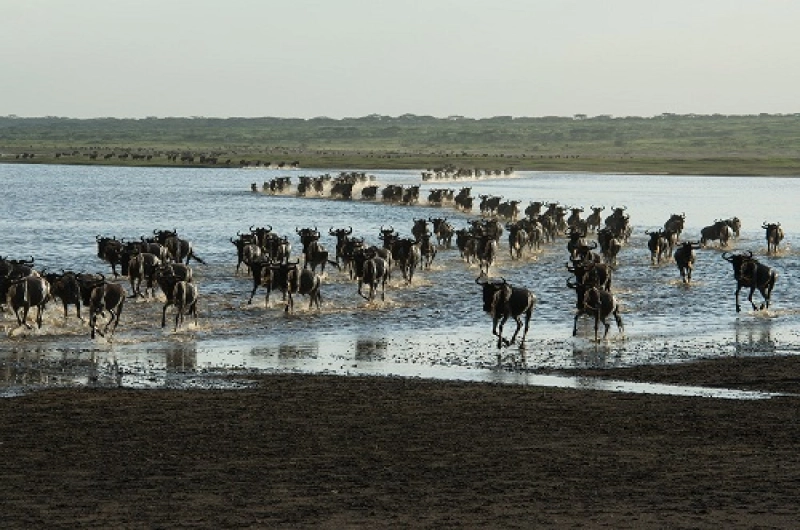 4 Days Tarangire, Ndutu Calving, and Ngorongoro Safari