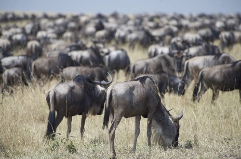 4 Days Wildebeest Calving Safari in Ndutu