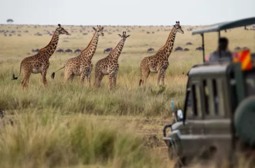 Best Tanzania Safari Tours: Discover Wildlife Wonders