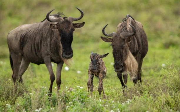 Budget Ndutu Migration Safari in Tanzania