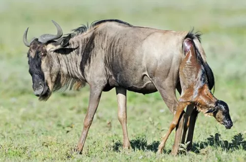 Witness Wildebeest Calving Season in Serengeti 2026/2027