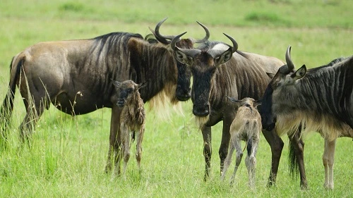 Family Ndutu Migration Tanzania Safari