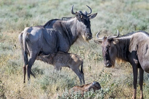 Honeymoon Ndutu Migration Safari | Private Escape