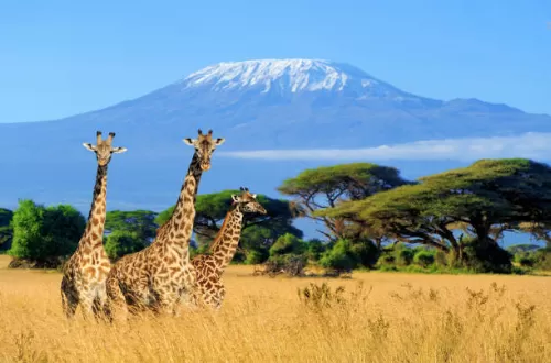 Kilimanjaro Hiking and Tanzania Safari Packages