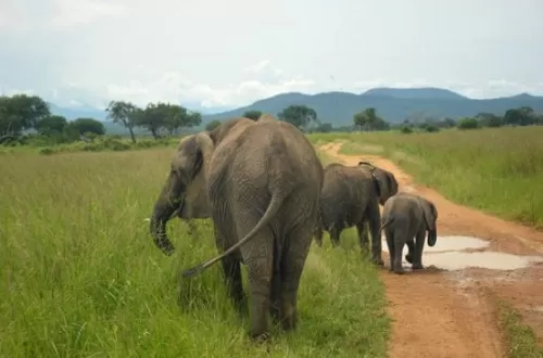 Mikumi Day Trip from Zanzibar - Ultimate Safari Adventure