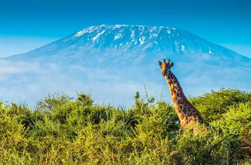 Mount Kenya vs Kilimanjaro: Comparing Africa’s Iconic Peaks