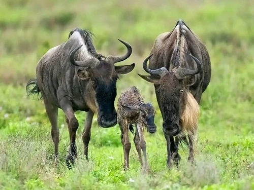 Ndutu Migration Safari in December | Tanzania