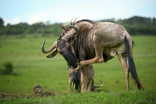 Ndutu Migration Safari in February