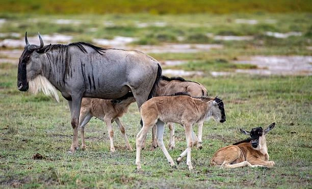 Ndutu Migration Safari in January - Tanzania Calving Season