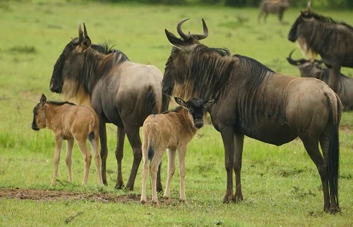 Ndutu Safari Tanzania | Calving Season & Migration