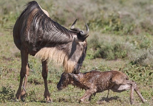 Private Ndutu Migration Calving Safari in Tanzania