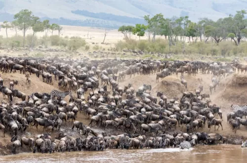 African migration in Serengeti and Maasai Mara