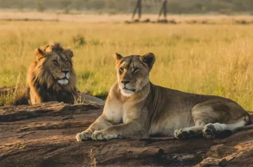 Serengeti National Park: Exploring the Wonders of Africa