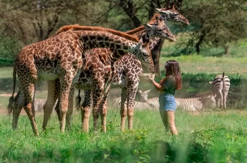 Serval wildlife sanctuary tour from Moshi or Arusha