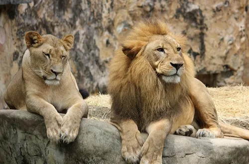 Tanzania Safari Tour Operators for Top Game Drive Holidays