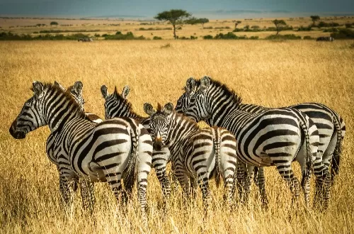 Tanzania Safari Tours 2026: Your Tanzanian Tour Awaits