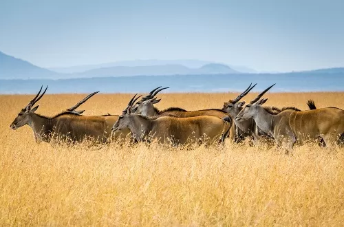Tanzania Safari Tours 2027: A Journey into the Wild