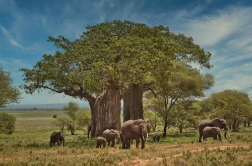 Explore Tarangire National Park and Its Unique Features