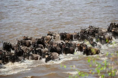 Wildebeest Migration Mara River Crossing in Serengeti