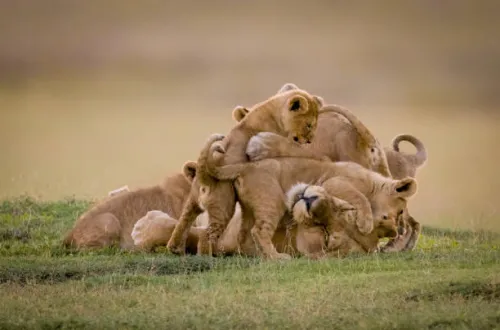 3 Tage Tansania Safari im Juli 2025/2026 – Epische Tierwelt