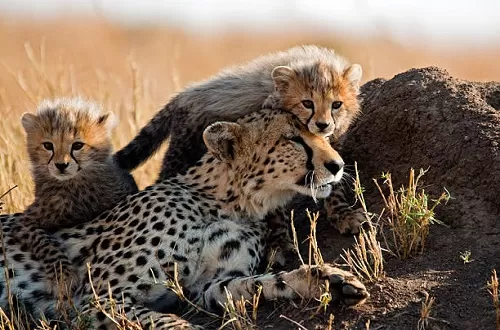 4-tägige Tansania-Safari ab Nairobi, Kenia