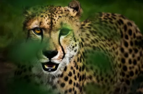 4-tägige Tansania-Safari ab Sansibar: Episches Abenteuer