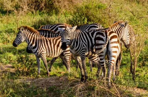5-tägige Tansania-Safari ab Sansibar: Unvergessliches Paket