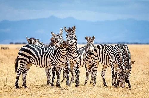 Beste Zeit für einen Besuch des Ngorongoro-Kraters
