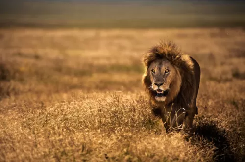 Beste Ngorongoro-Touren: Erleben Sie geführte Tour-Abenteuer
