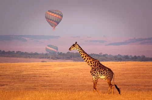 Serengeti National Park Hot Air Balloon Safari