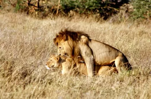 Was ist so besonders am Ngorongoro-Krater?