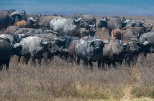 Was ist die Geschichte des Ngorongoro-Kraters?