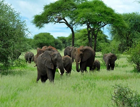2 days Tarangire and Ngorongoro crater safari package