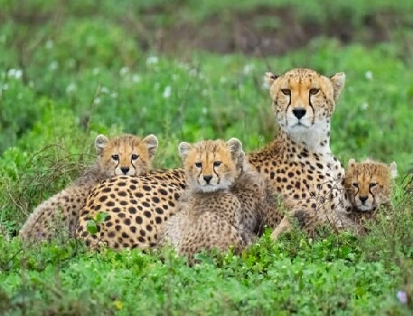 Best 3 days Tanzania safari