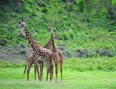 3 days Tanzania safari to Arusha N.P, Ngorongoro crater, and Lake Eyasi