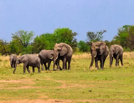 5 days Tarangire, Serengeti, Ngorongoro and Manyara Tanzania safari