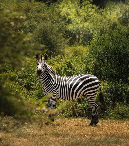 Best 2 days Tarangire and Ngorongoro short Tanzania safari in 2024 and 2025