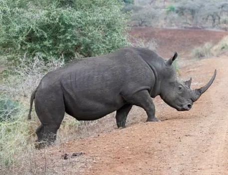 Best 5 days Tanzania safari