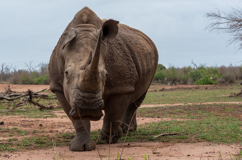 3 Days Tanzania Luxury Safari